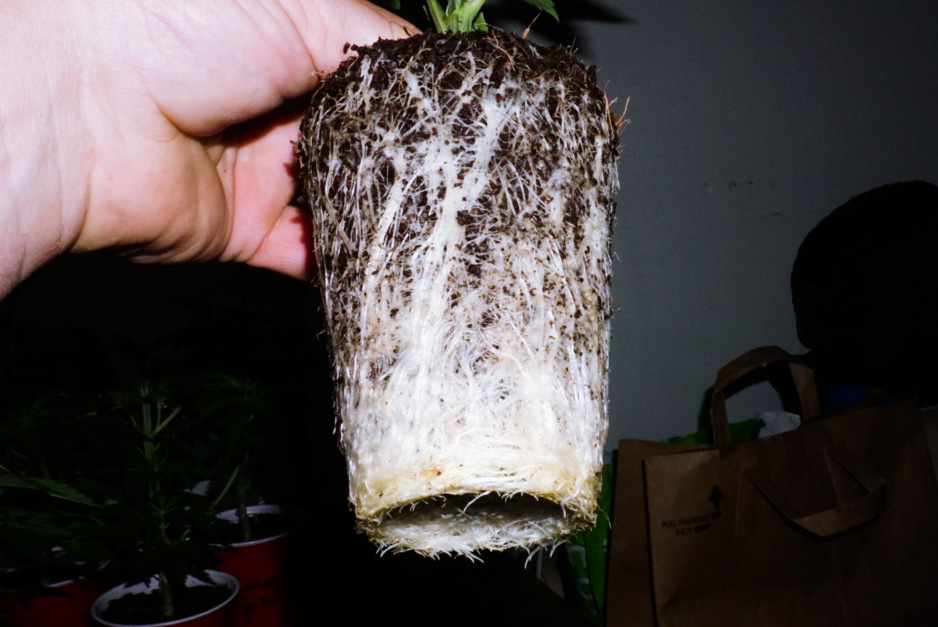 Solo cup roots