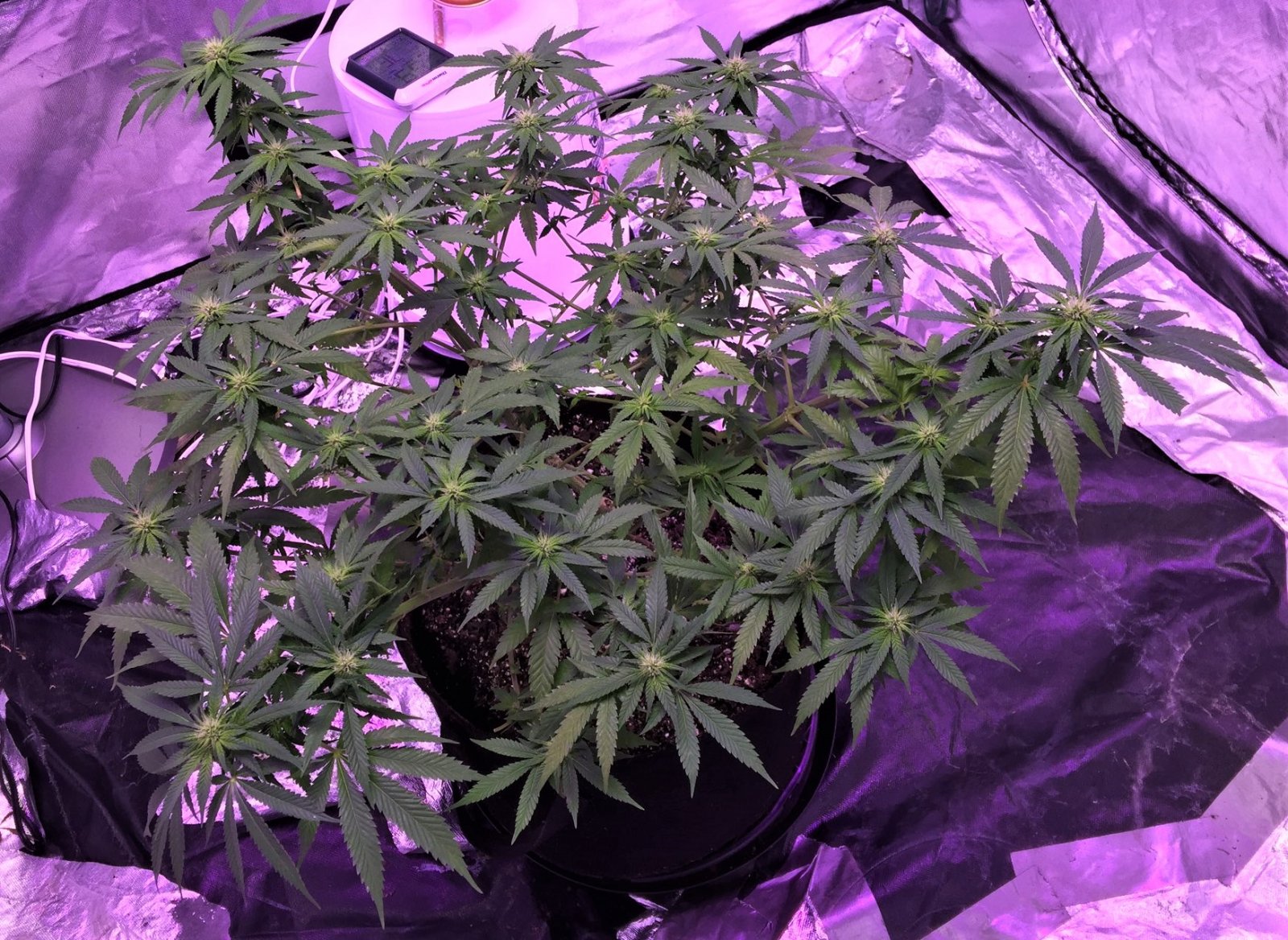 Solo Jelly Rancher Day 5 flower.jpg