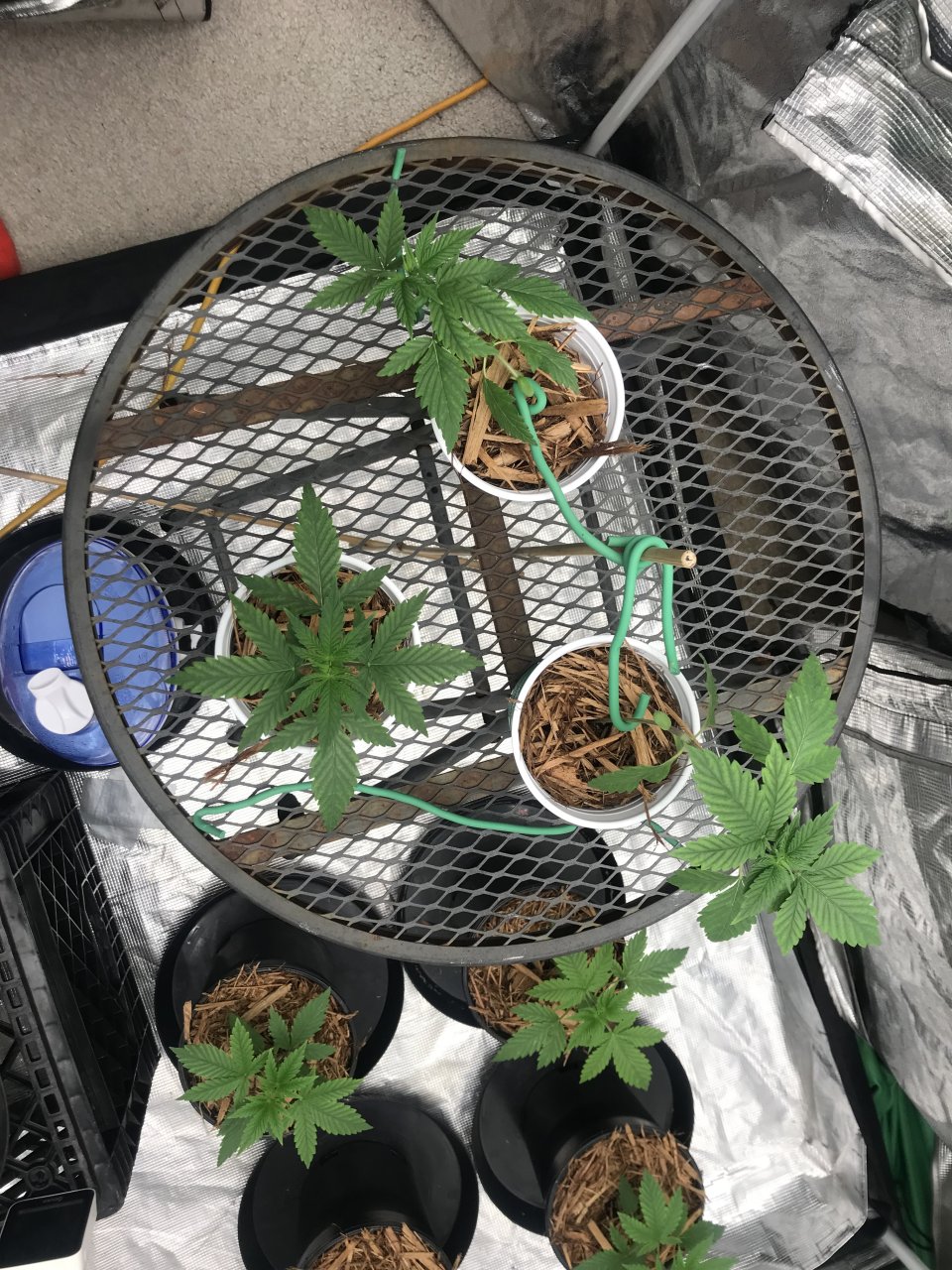 Solo veg