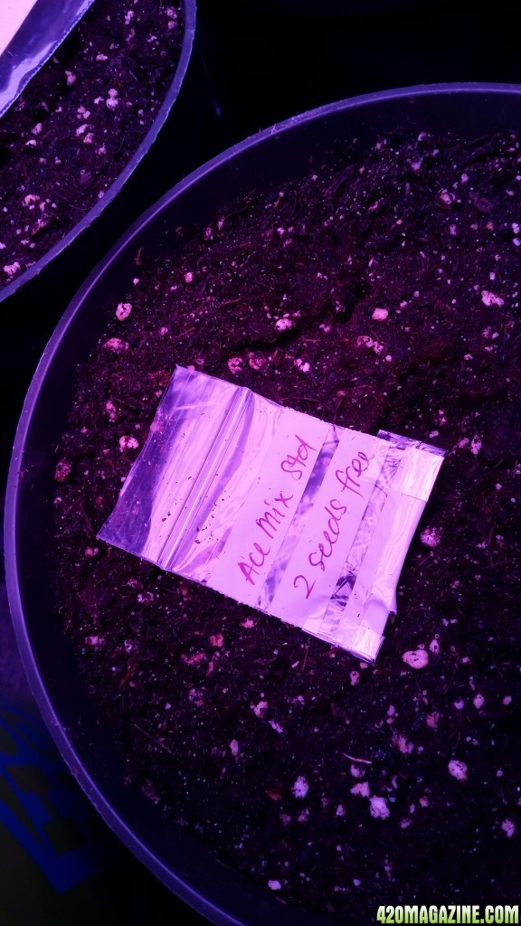 Solstice seeds