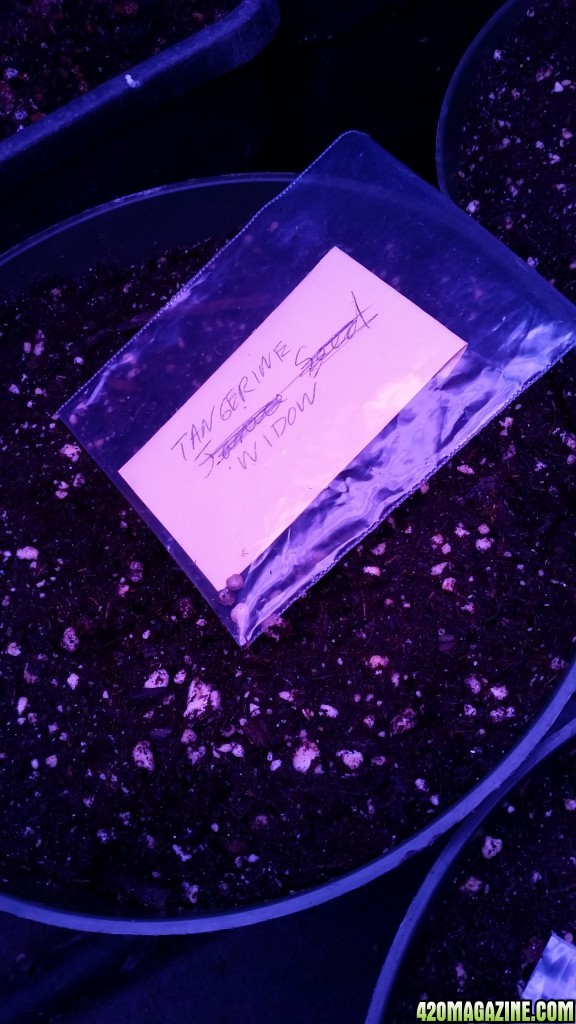 Solstice seeds