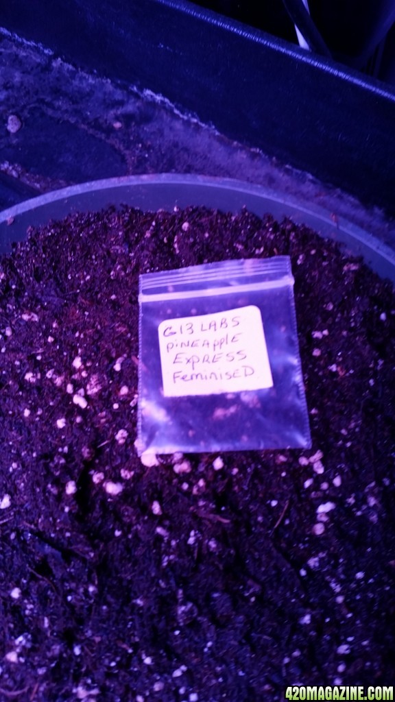 Solstice seeds