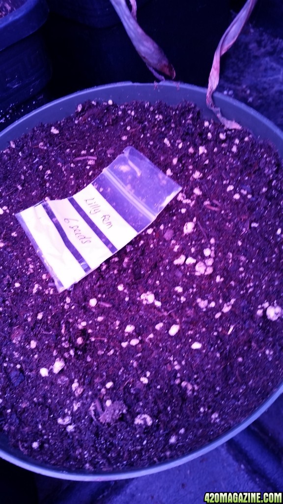 Solstice seeds