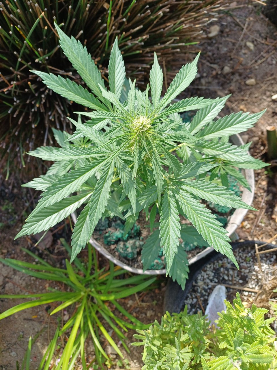 Somango auto by Satdica Bulk Seeds from Freedom Of Seeds