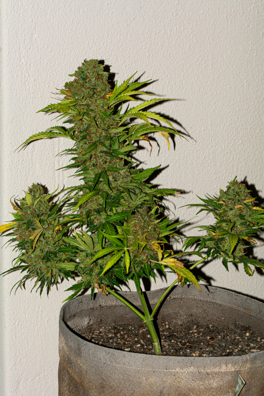 Somango auto by Satidica Bulk Seeds from Freedom of Seeds