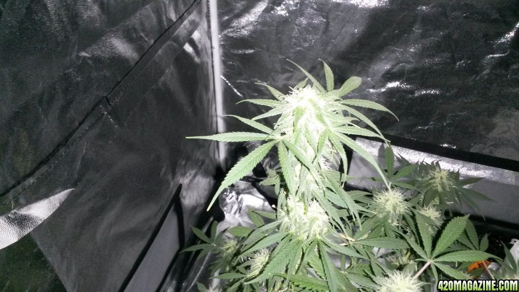 Some 1st grow pics