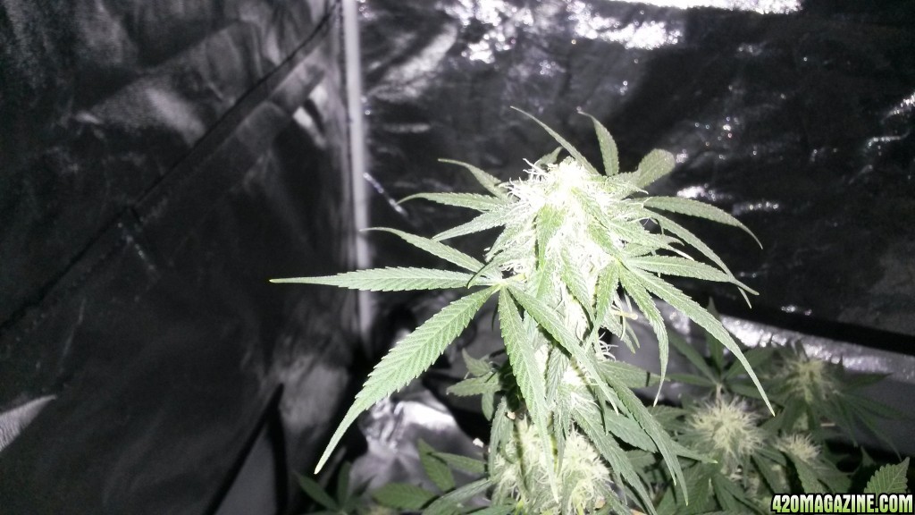 Some 1st grow pics