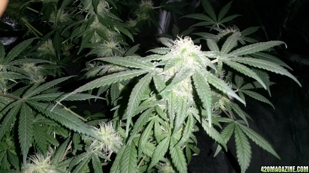 Some 1st grow pics