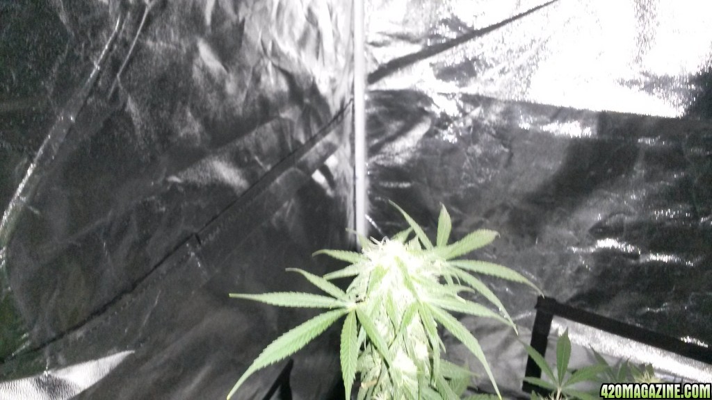 Some 1st grow pics