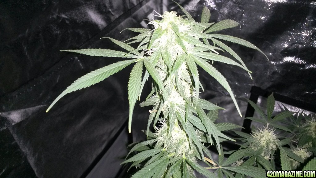 Some 1st grow pics