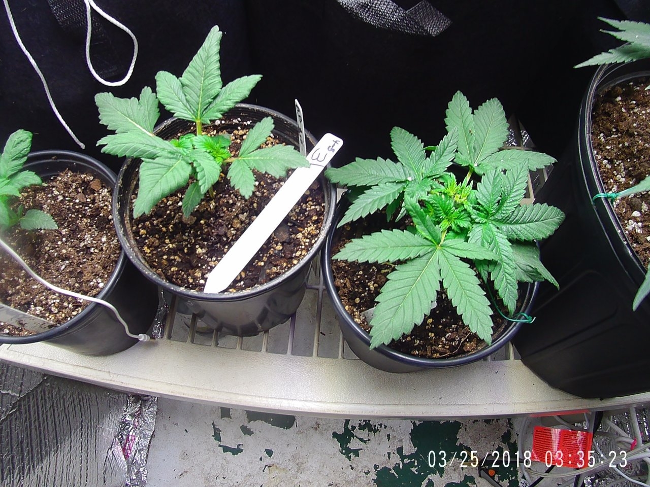 Some of my first grow