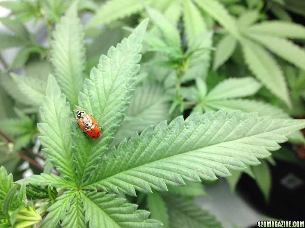 Some tomfoolery going on in the veg tent