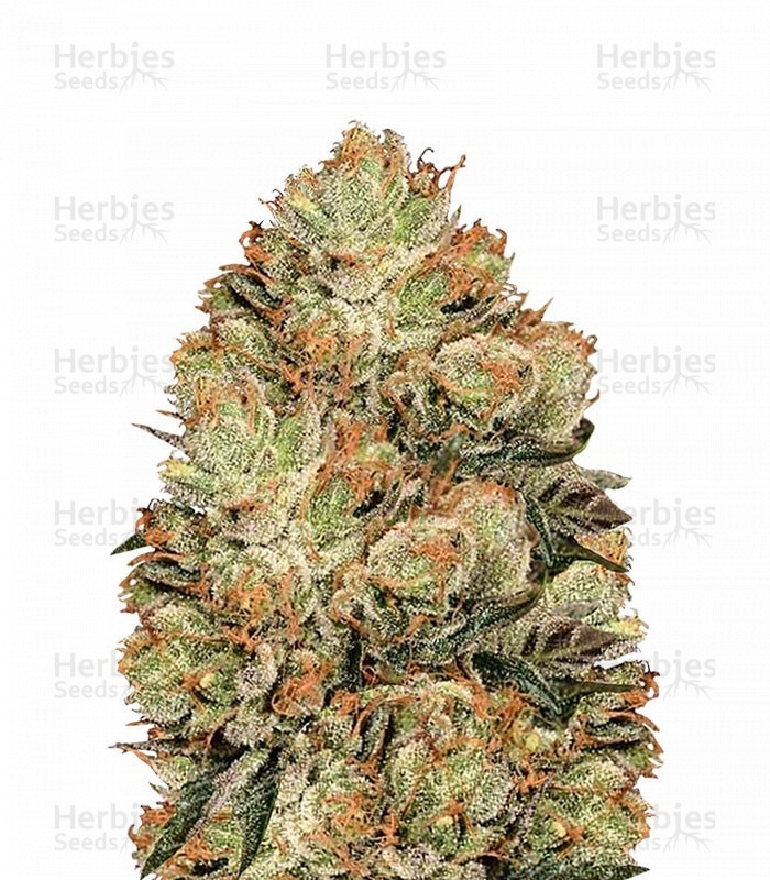 sort-HulkBerry-royal-queen-seeds__Keoe21rwl1VI2YJc.jpg