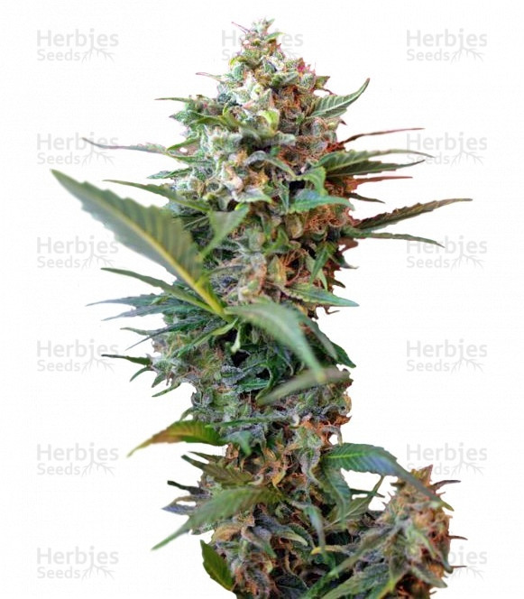 sort_Big_Devil_XL_Auto_Sweet_Seeds__djGCJSdrvoSer3qd.jpg