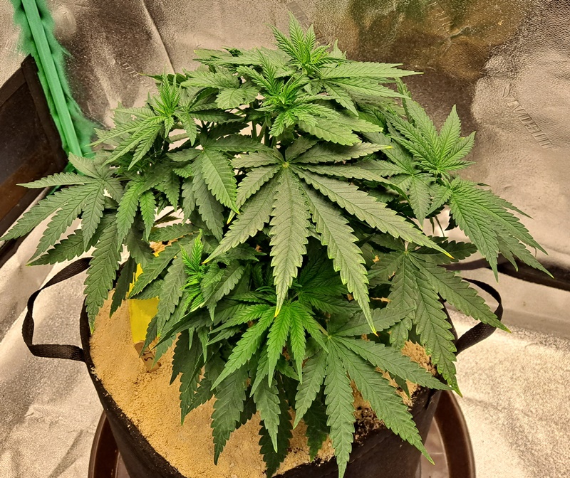 Soul Diesel 07-24.jpg