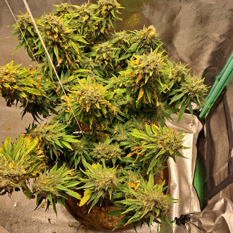 Soul Diesel 09-26.jpg