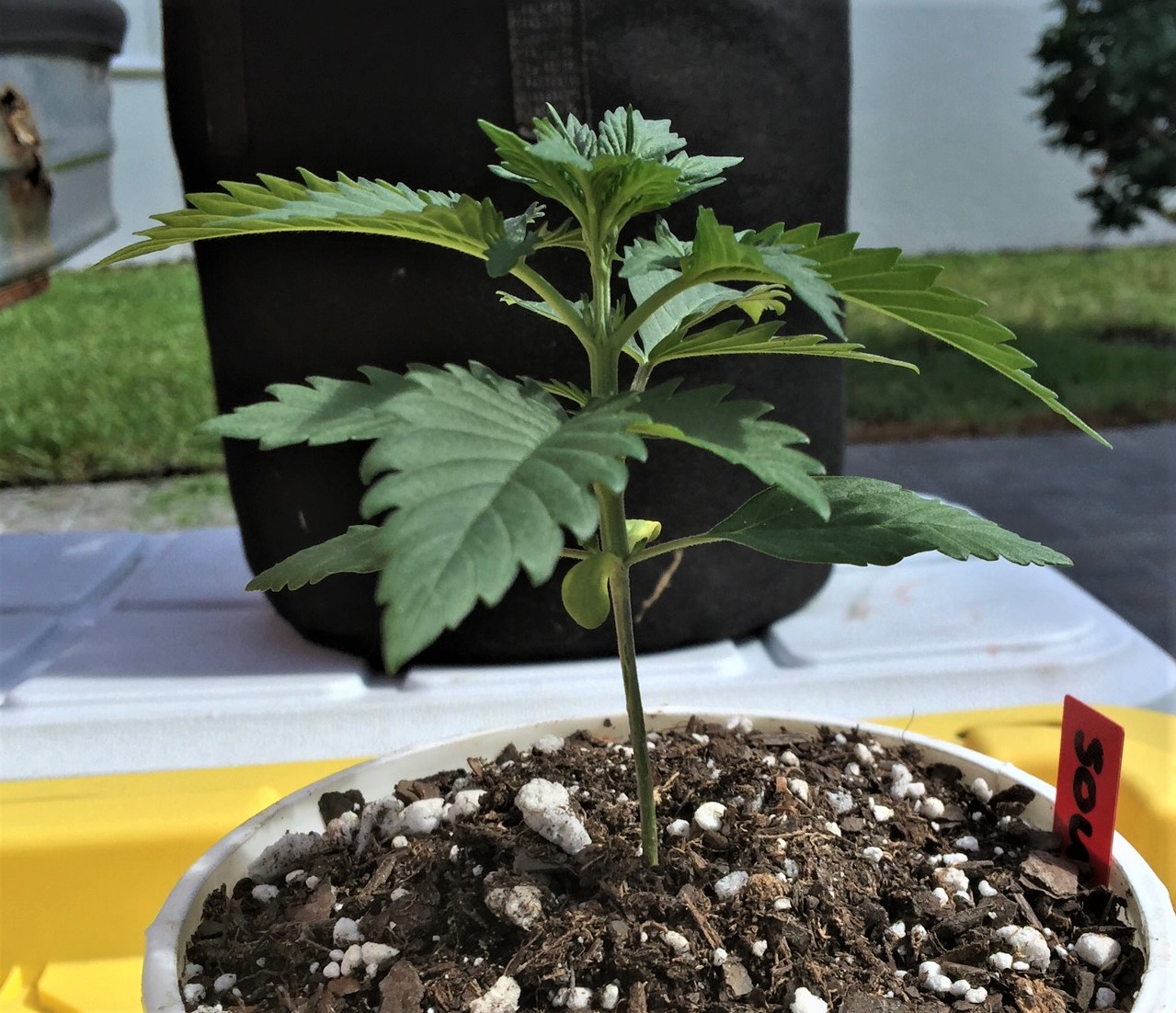 Sour Apple 2 June 4.jpg