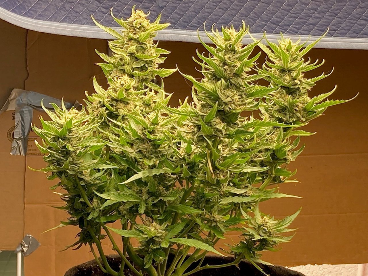 Sour Apple Auto Bagseed in late flower in the MH outdoor rig .jpg