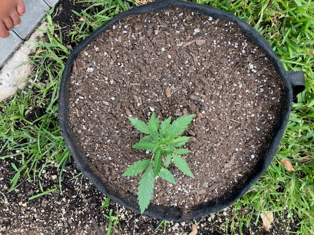 Sour Apple Bagseed Outdoors in Spent Soil Top Shot.jpg