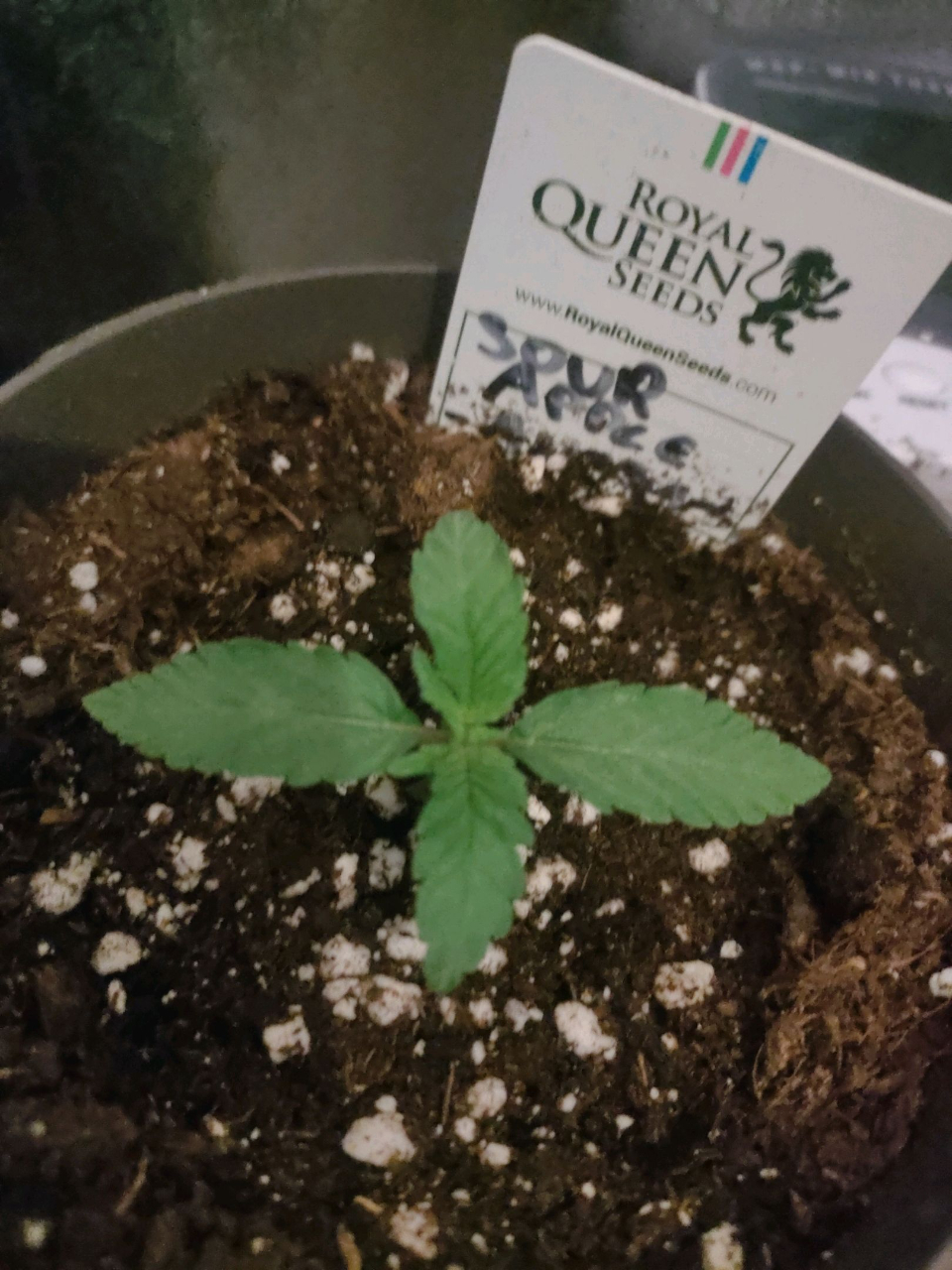 Sour Apple - day 3