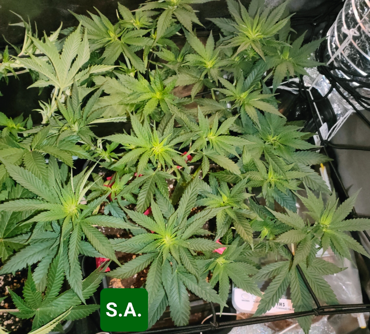 Sour Apple - day 42