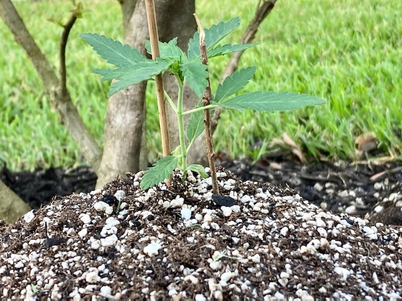 Sour Apple Spent Soil Before from the Side.jpg