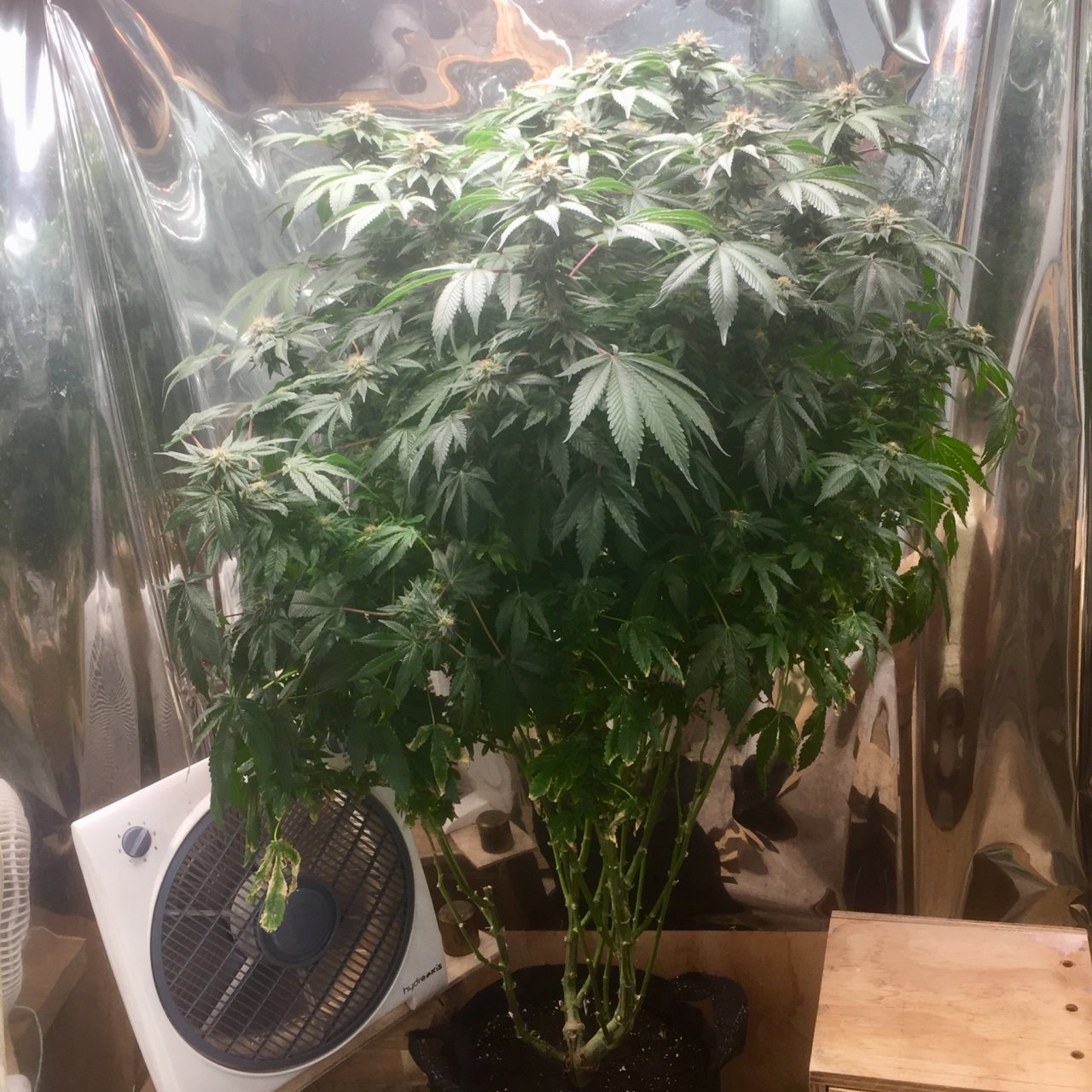 Sour Bubba, day 48