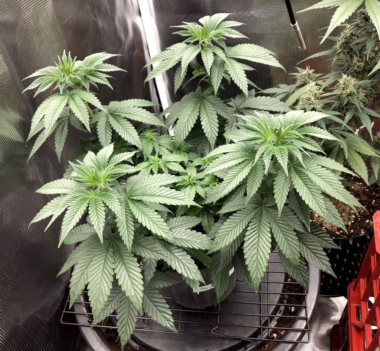 Sour bubba day 49.jpeg