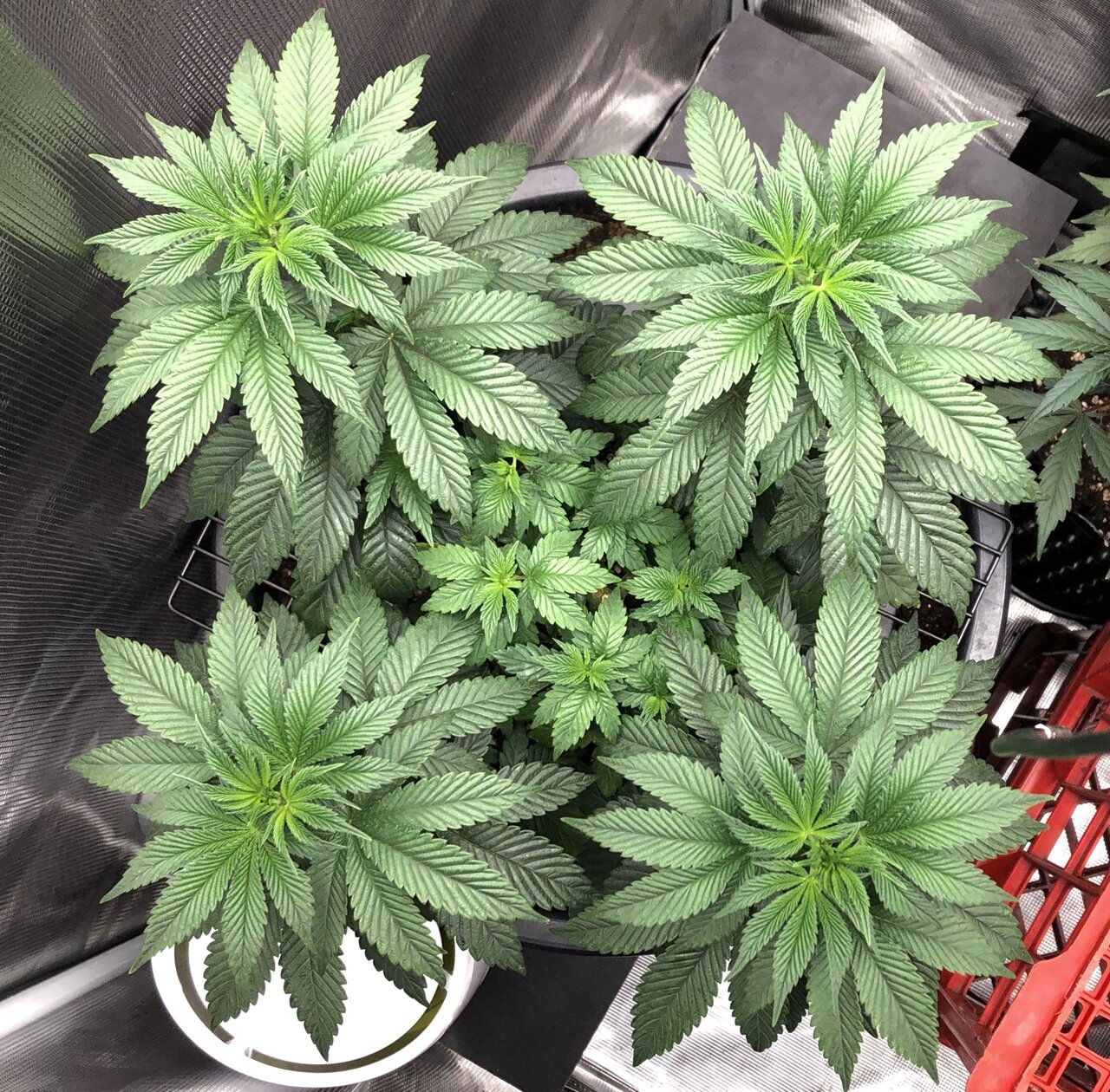 Sour bubba day 49.jpeg