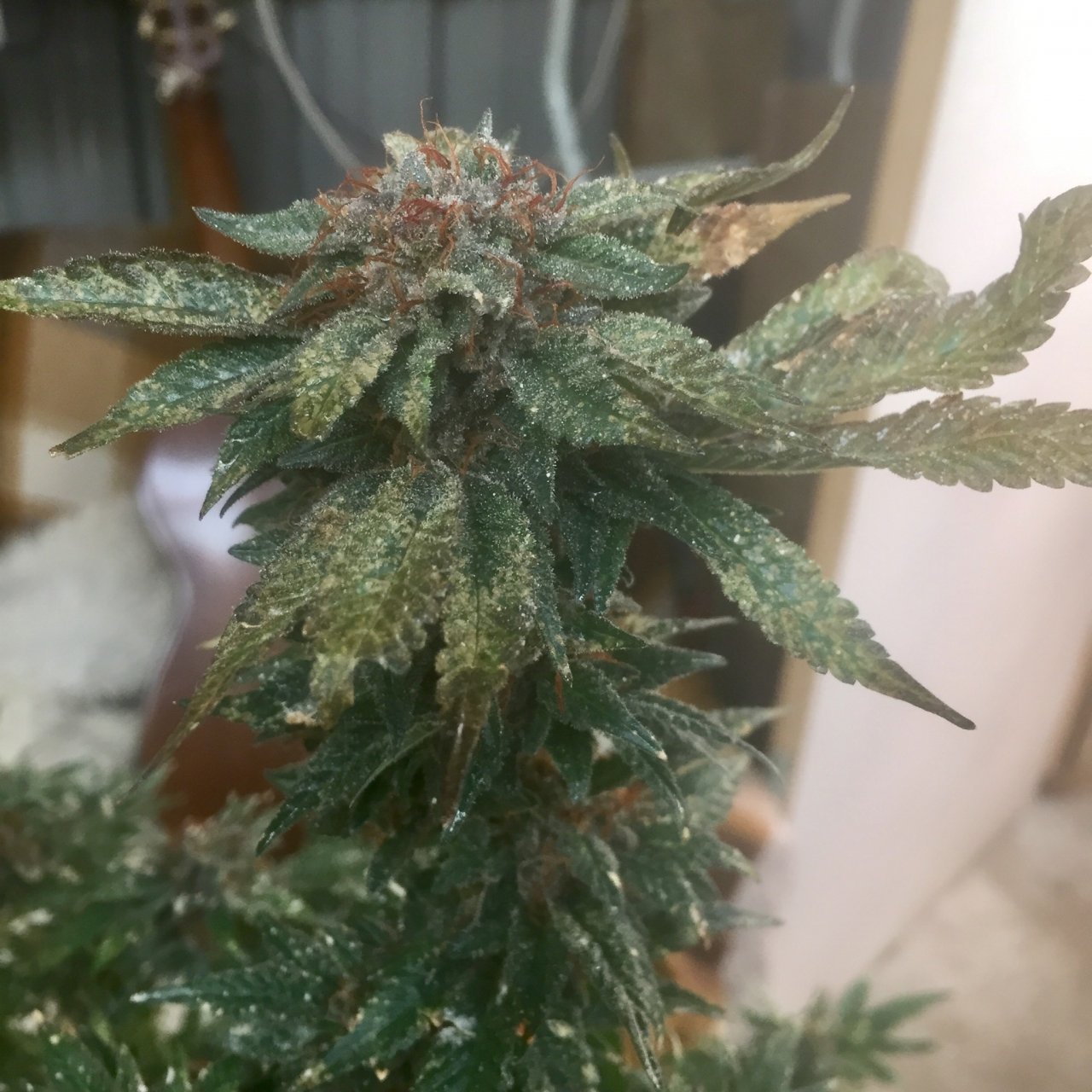 Sour Bubba, day 77