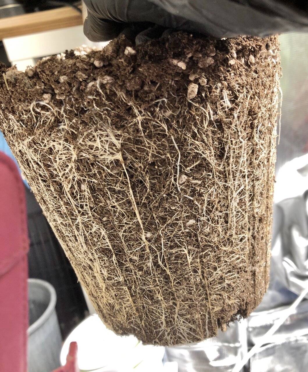 Sour Bubba roots day 51.jpeg