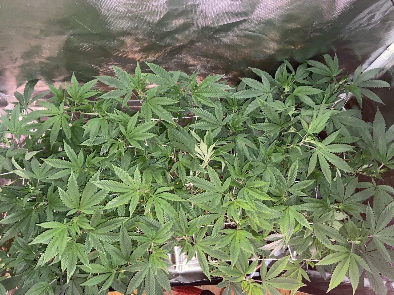 Sour Bubba scrog