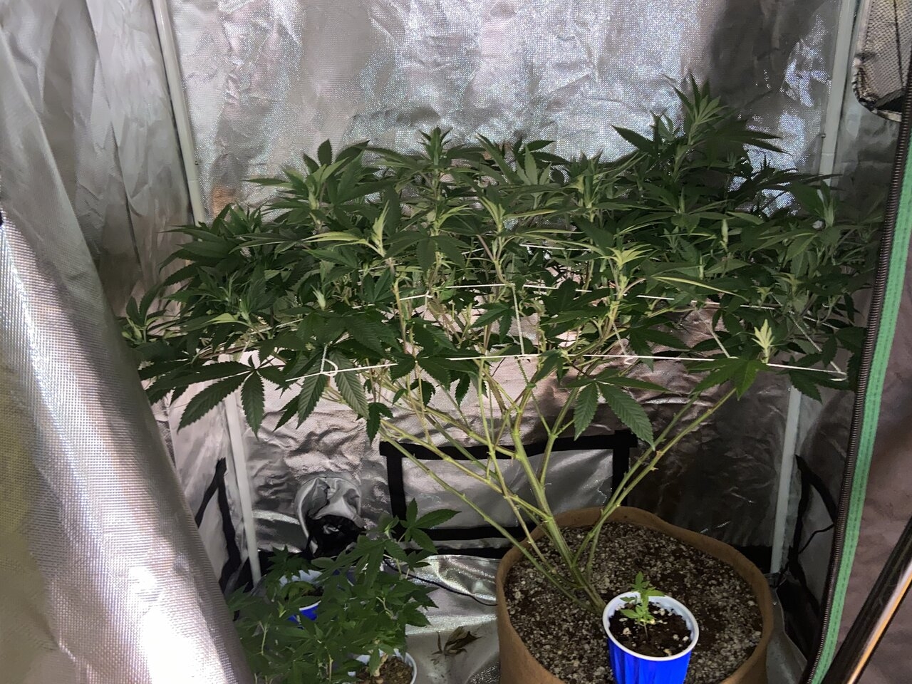 Sour Bubba scrog