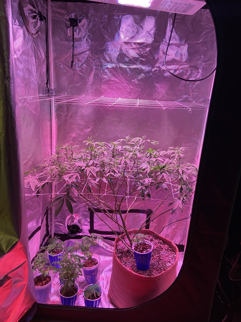 Sour Bubba scrog