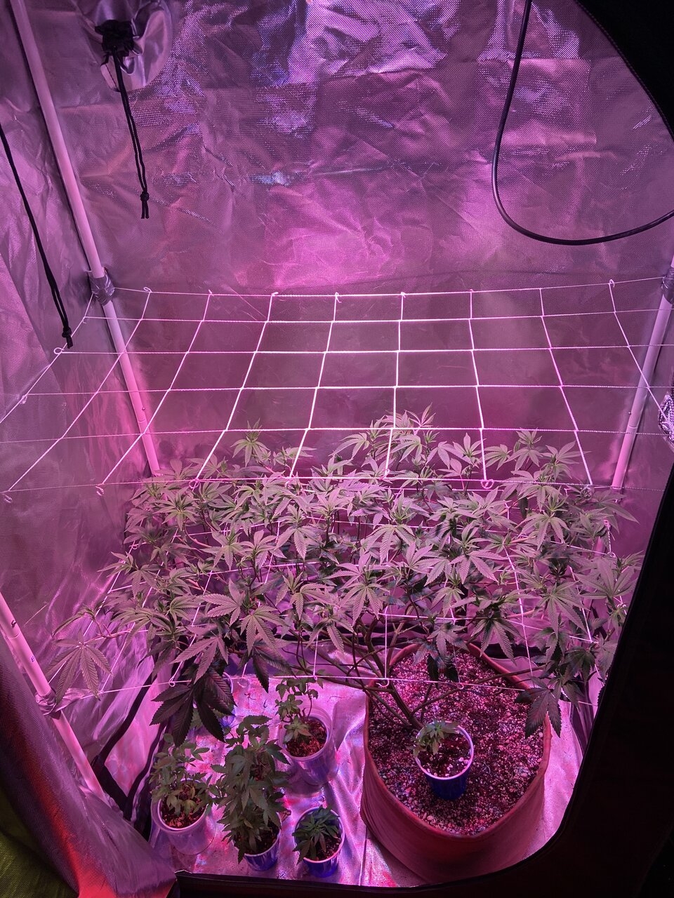 Sour Bubba scrog