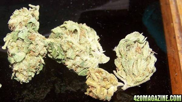 Sour Bubble & Super Silver Haze