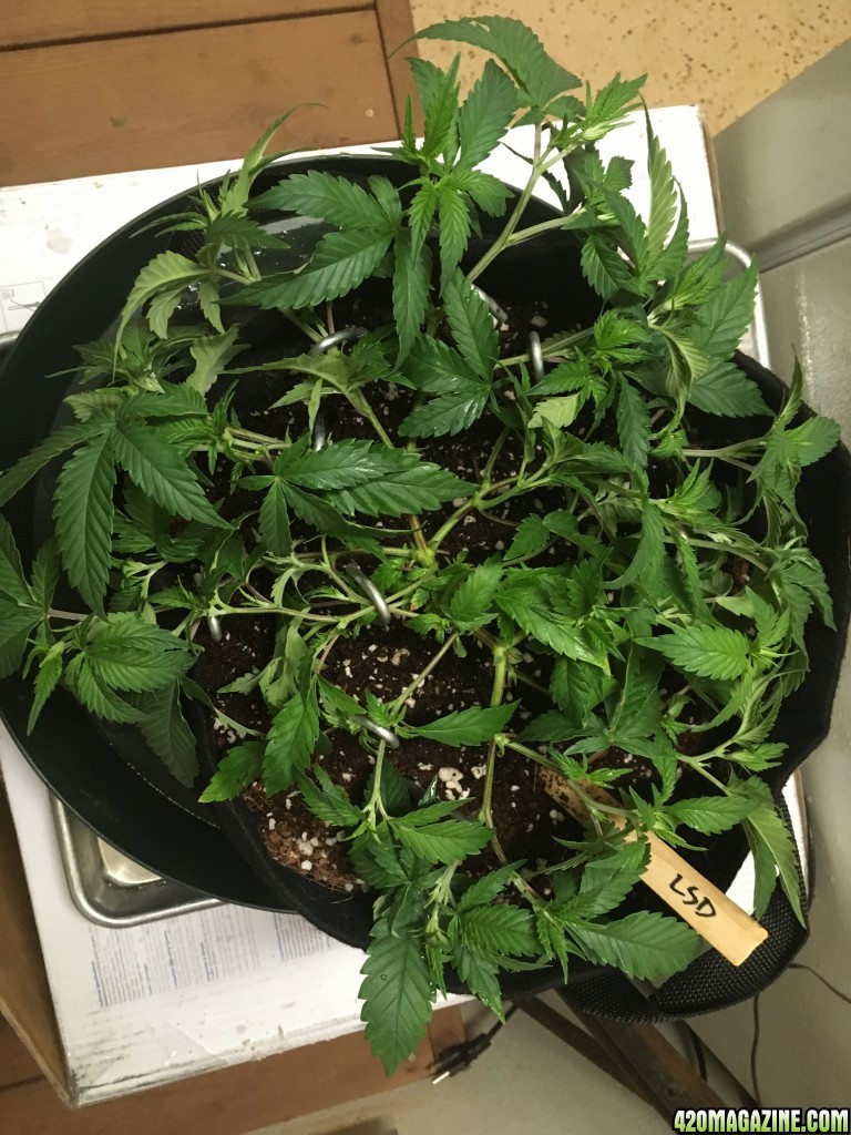 Sour D and GSC Clones