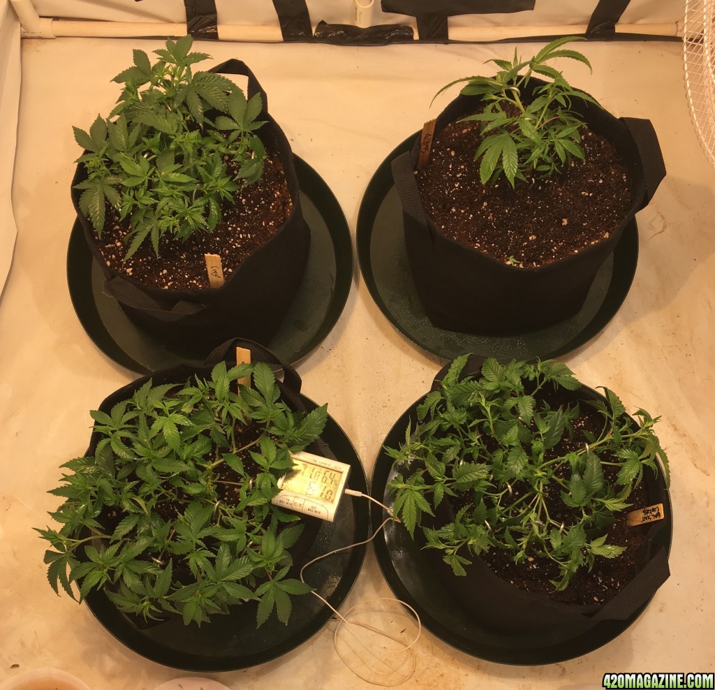 Sour D and GSC Clones