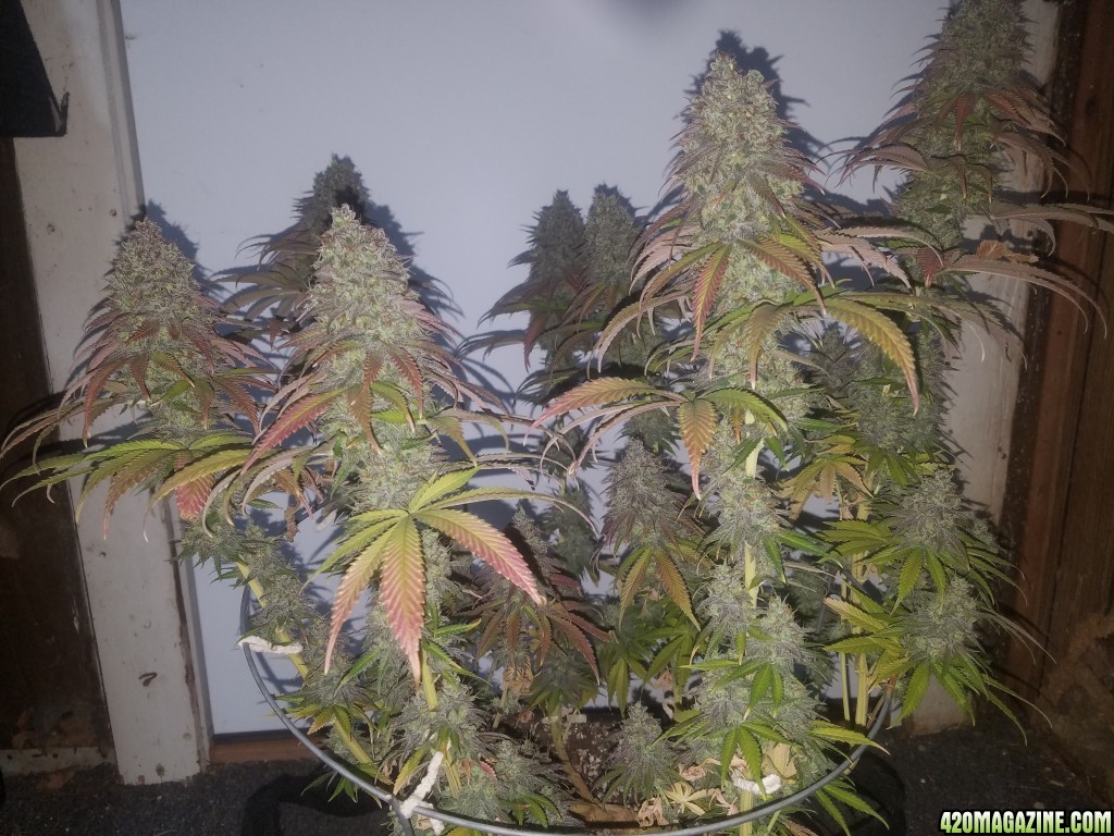 Sour D Harvest time