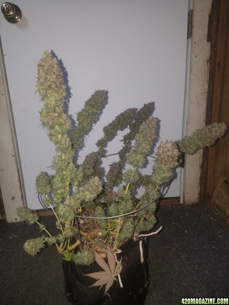 Sour D Harvest time