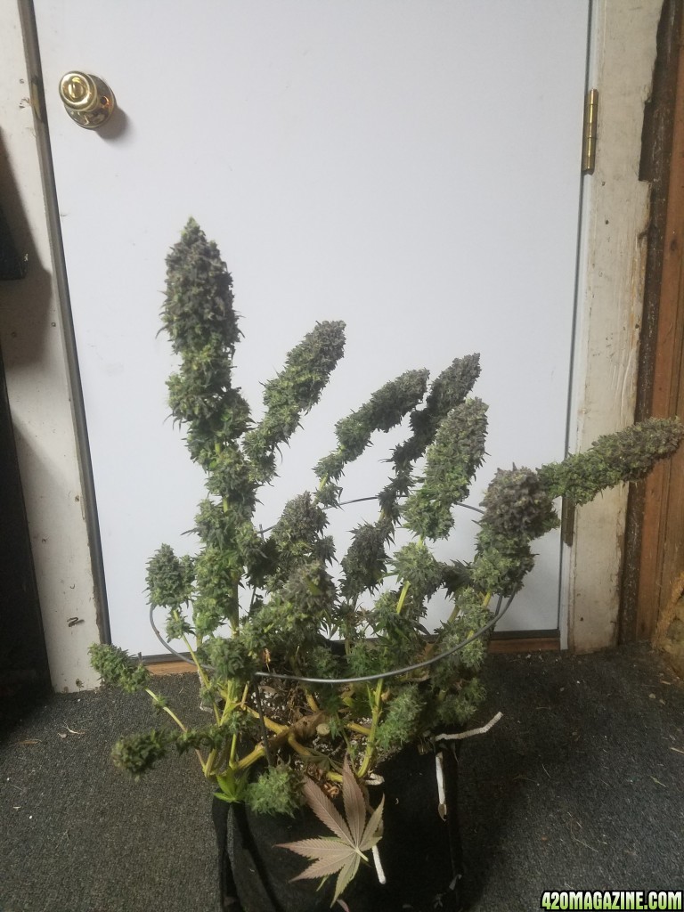 Sour D Harvest time