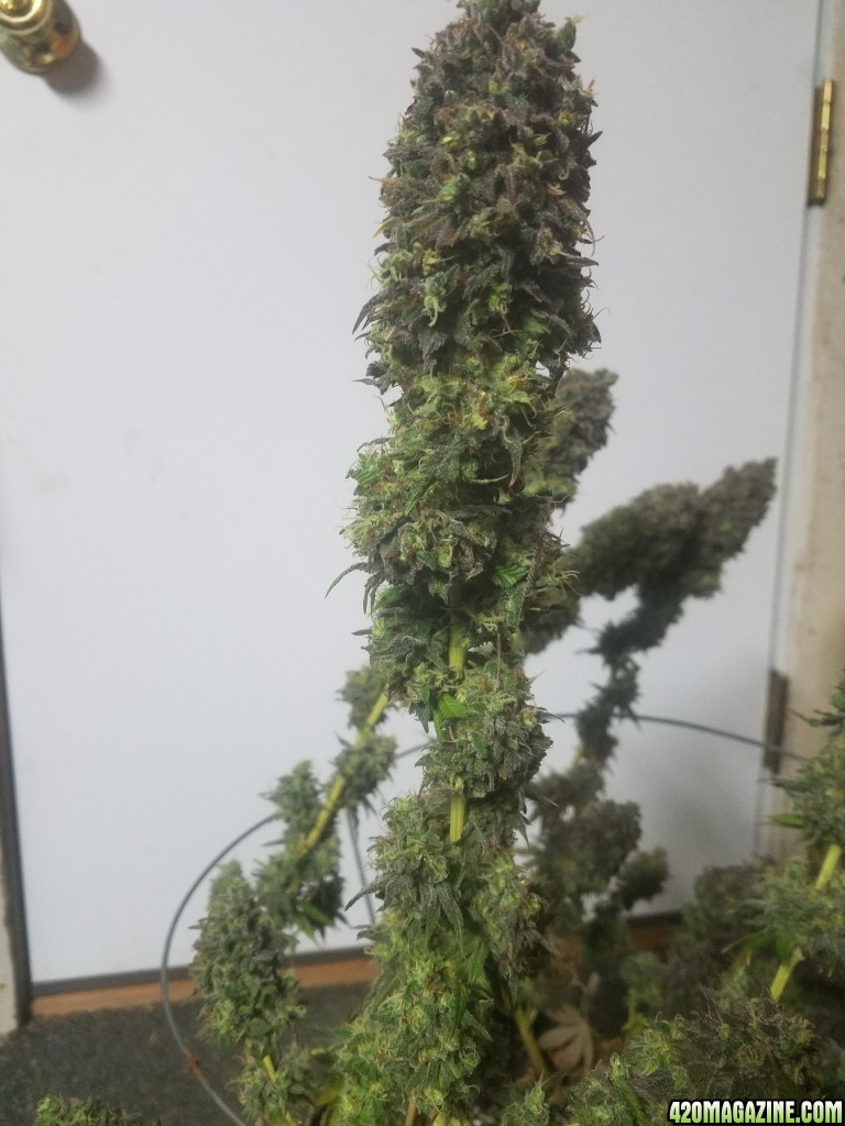 Sour D Harvest time