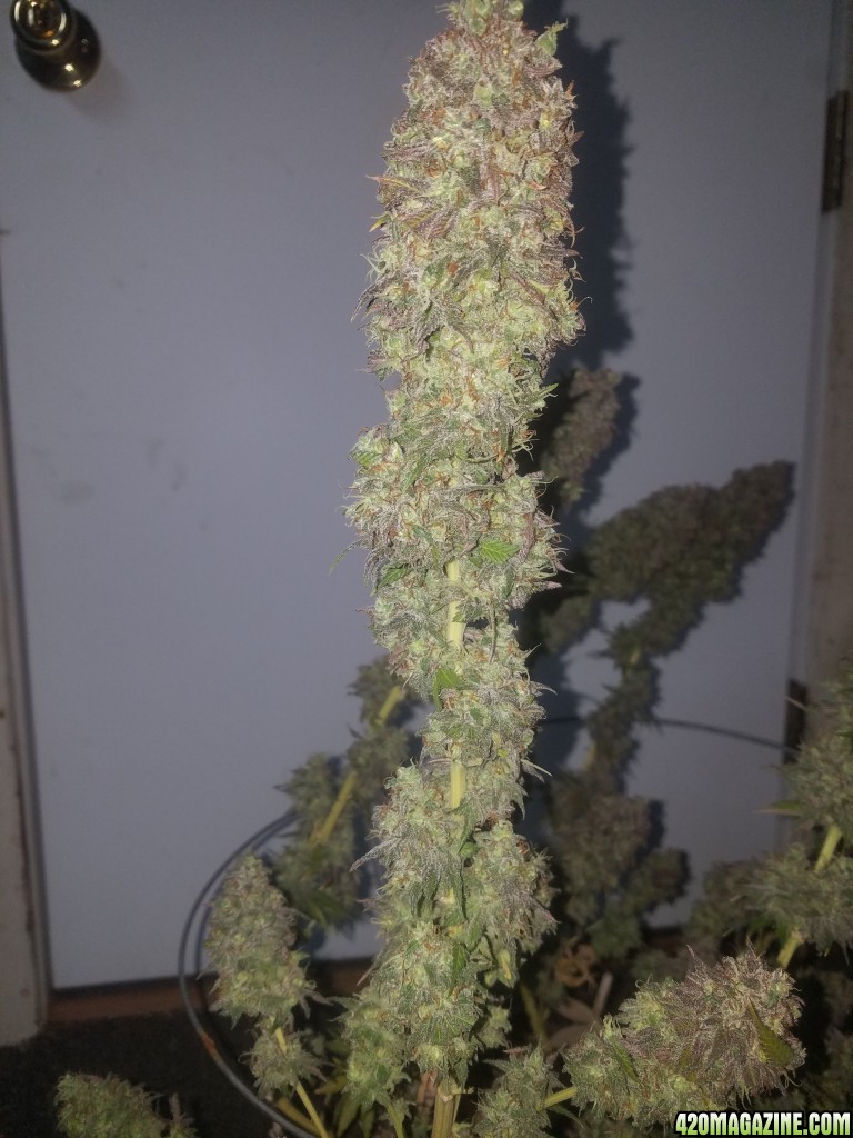 Sour D Harvest time