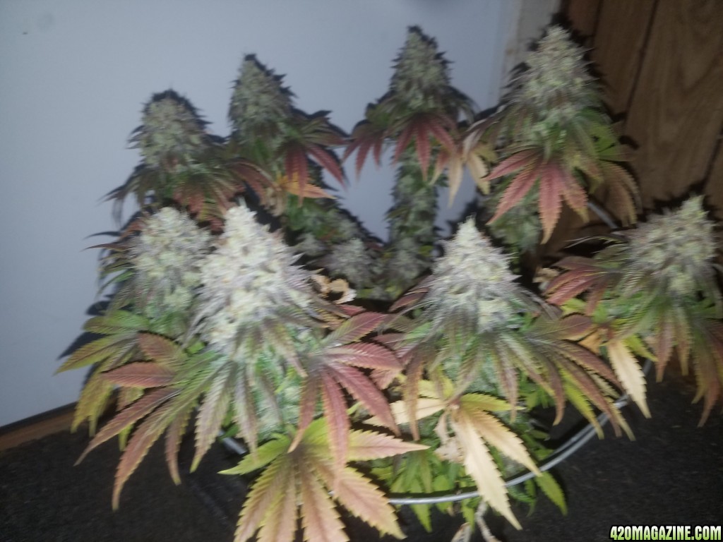 Sour D Harvest