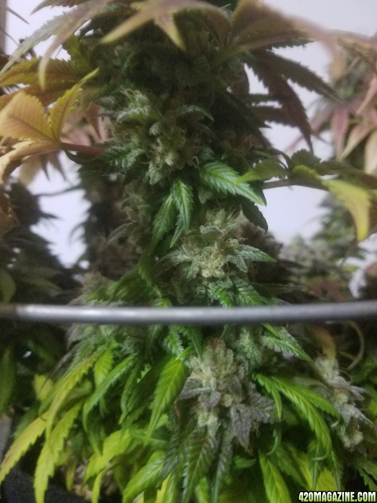 Sour D Harvest