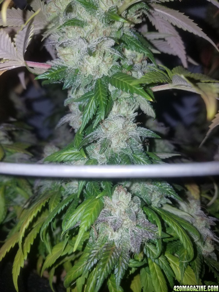 Sour D Harvest