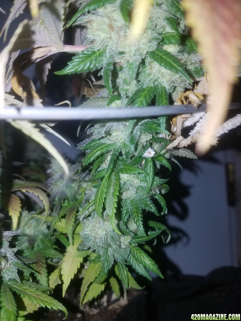 Sour D Harvest