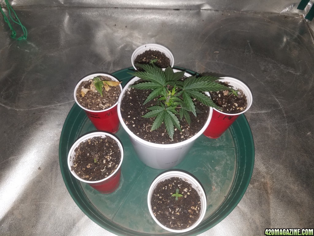 Sour D, Pakastan V, Critical K, Super Skunk, Chemdawg