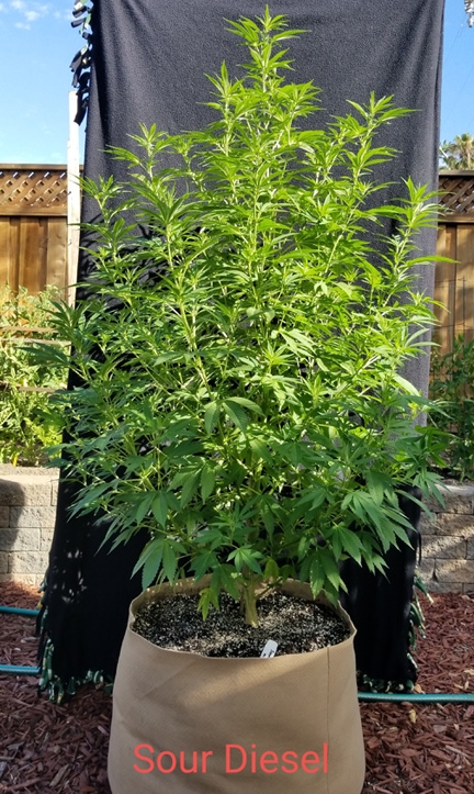 Sour Diesel 09a.jpg