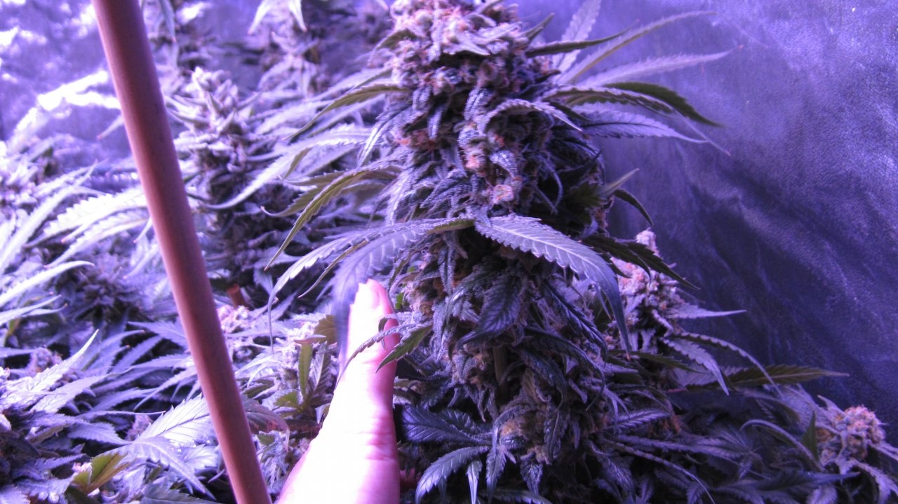 Sour Diesel bud 1-6-2019.jpg